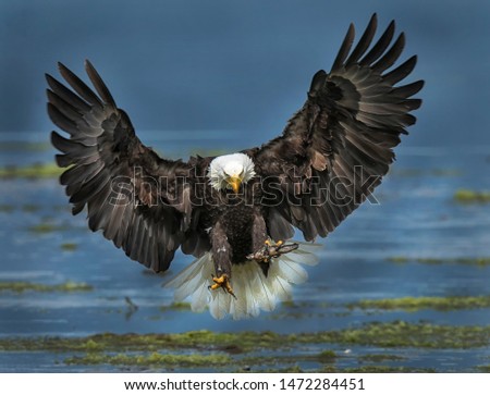 Bald Eagles of North America Royalty-Free Stock Photo #1472284451