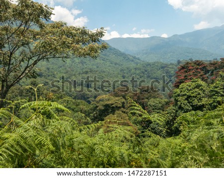 Rwenzori Mountain National Park forest and mountain views Royalty-Free Stock Photo #1472287151