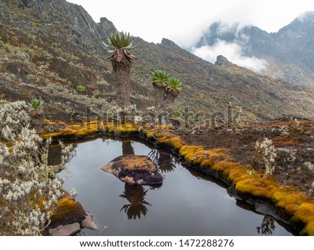 Rwenzori Mountain National Park high altitude lake Royalty-Free Stock Photo #1472288276