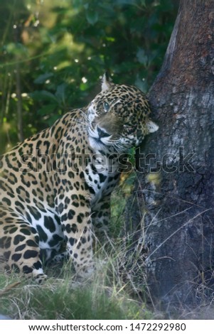 Spotted young Jaguar leaning against a tree, marking its territory