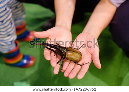 Hercules beetle on hand. Children touching insects.