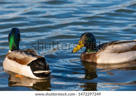 Two Mallard ducks swimming in a pond, in Missouri. 