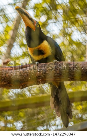
Cute toucan with yellow and black colors in Ecuador