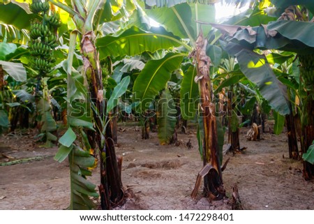 Banana trees growing on the banana plantation