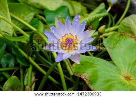 water lily flower in the garden