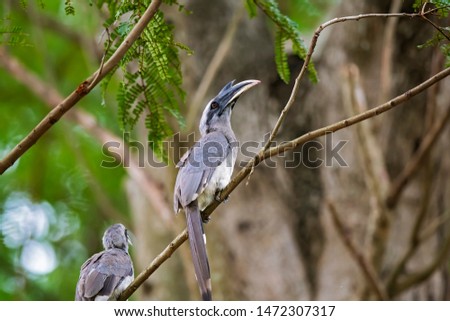 The Malabar grey hornbill is a hornbill endemic to the Western Ghats and associated hills of southern India. They have a large beak but lack the casque that is prominent in some other hornbill species