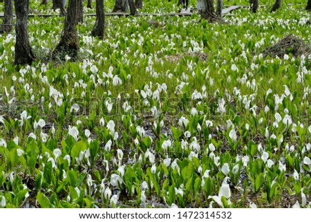 Cute white flowers of Asian skunk cabbage