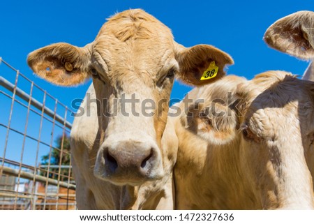 Light coloured cattle standing and looking down into the camera with a clear blue sky background and some agricultural fencing in the background. Royalty-Free Stock Photo #1472327636