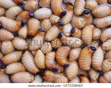 Coconut beetle worms. Big worms soaked in water. Exotic food. Traditional, typical foo