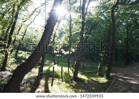 Beautiful scenery in the woods
