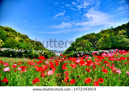 Red flower and carp streamer of the Kurihama flower park in Yokosuka city, Japan. Royalty-Free Stock Photo #1472343854