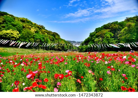 Red flower and carp streamer of the Kurihama flower park in Yokosuka city, Japan. Royalty-Free Stock Photo #1472343872