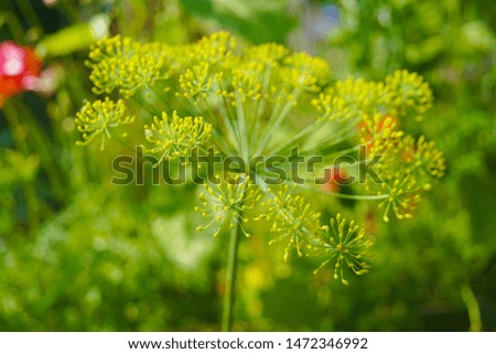 a delicate green umbrella flower of a garden herb plant Dill, used in European kitchen cooking, its leaves are aromatic and are used to flavor many foods like salads against colorful garden background