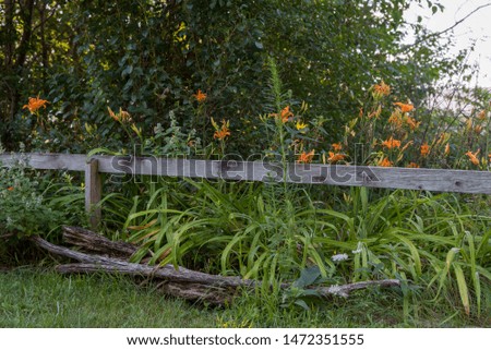 Daffodils on Wooden Fence with Trees and  Fallen Log