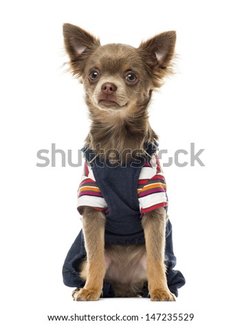 Dressed up Chihuahua sitting, facing, isolated on white