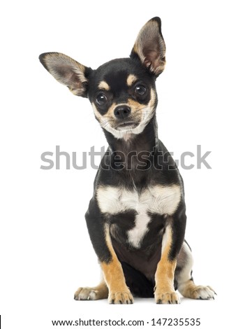 Chihuahua sitting, facing, isolated on white