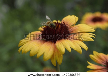 Bee on a flower Gaillardia aristata (common gaillardia). Flower with red and yellow petals on blurred background in the summer garden.