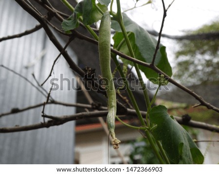 The snake gourd flower and plant