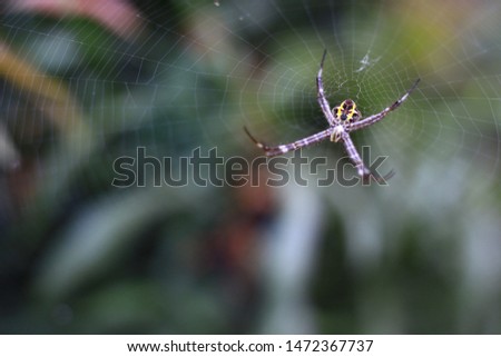 Weaver spiders (members of the Araneidae tribe) make silk webs in a more or less round shape in the air, between leaves and branches, in the corners of houses