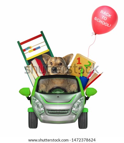 The dog goes to school by car. There are a lot of school supplies in this cabriolet. White background. Isolated.