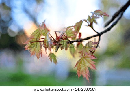 Young maple leaves. Sunny spring day. The first green. Nature wakes up. Dissolve the first leaves on the branches.