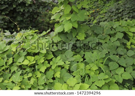 pictures of wild leaves taken in Korea