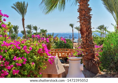 palm trees, tropical plants on the coast, sea view in the background, Sinai, Egypt