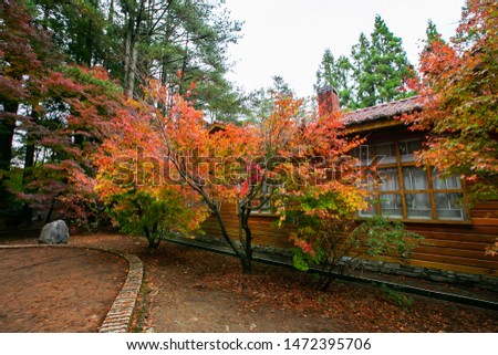 Asia, Taiwan, Taichung Mountains, autumn maple scenery