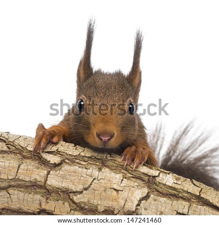 Close-up of a Red squirrel or Eurasian red squirrel, Sciurus vulgaris, hiding behind a branch, isolated on white