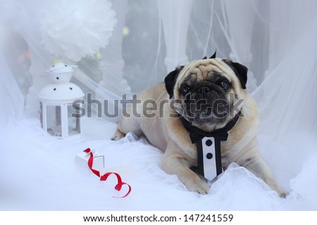 Dog breed pug on a white background in a suit the groom