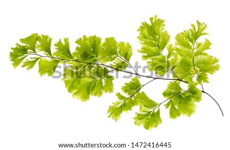 Adiantum latifolium fern leaves( maidenhair fern)isolated on white background.