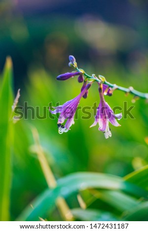 Purple Northeast Jade Flower and Water Drops Blooming Outdoors，Hosta ensata
