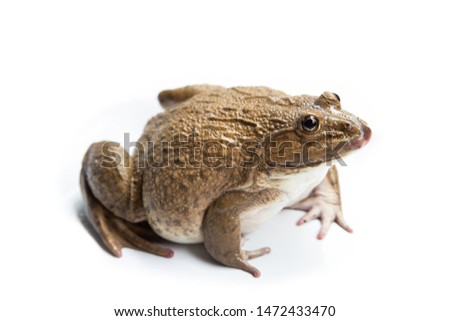 frog isolated on white background,and soft focus 