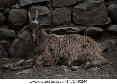 A beautiful combination of colors of the goat with the wall