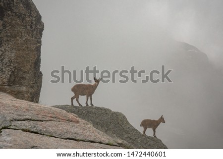 mountain goats - Tours, in the fog on the stones of the mountains, Teberdinsky Reserve, Russia
