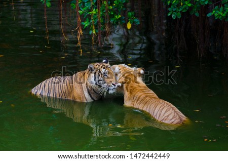 Tiger pictures while playing Tiger Zoom in to the nearest distance Natural beauty