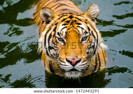 Tiger pictures while playing Tiger Zoom in to the nearest distance Natural beauty
