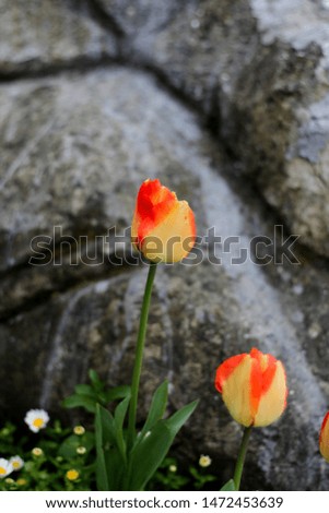 amazing two  tulips artistic shoot