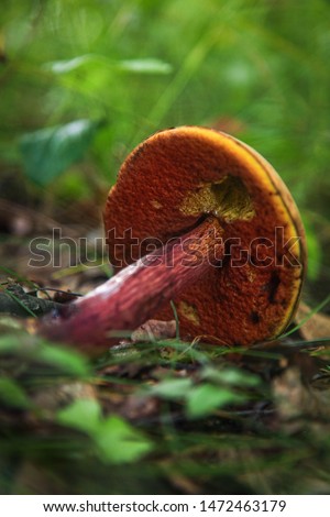Red leg boletus luridiformis mushroom laying on the ground in a wood