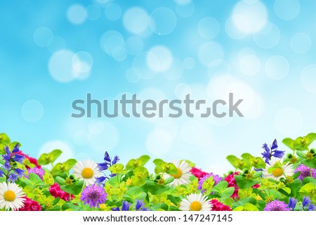 Field of wildflowers on the sky background Royalty-Free Stock Photo #147247145