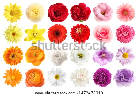 Set of different beautiful flowers on white background Royalty-Free Stock Photo #1472476910
