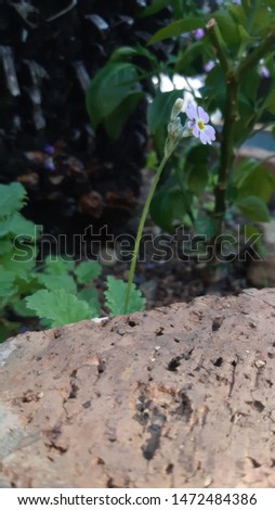 small white and purple flowers