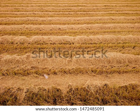 Dry rice field after harvesting under blue sky in a village of Thailand
