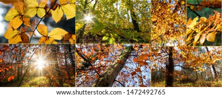 Autumn nature collage with different fall pictures: Beautiful morning scenes in the forest, colorful leaves with sun rays through branches of trees. 