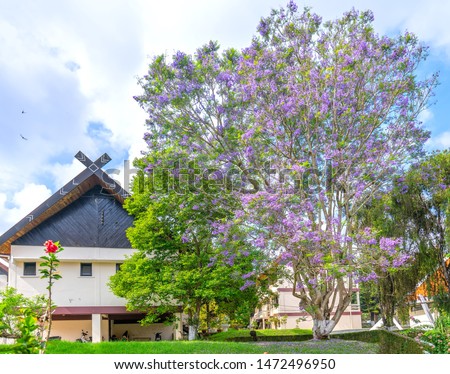 Jacaranda tree blooming season in the garden at the house in Dalat, Vietnam