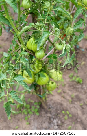 Close up picture of ripe delicious tomatoes cultivated in the garden ready to harvest