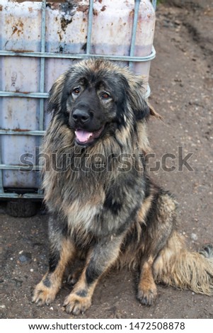 Picture of a  Caucasian Shepherd Dog on chain near his kenel