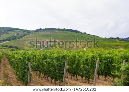 Beautiful picture of vineyards of Tokaj, Hungary