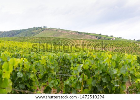 Beautiful picture of vineyards of Tokaj, Hungary