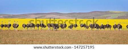 Group of ostriches along the Garden Route with yellow rapeseed fields in background, South Africa Royalty-Free Stock Photo #147257195